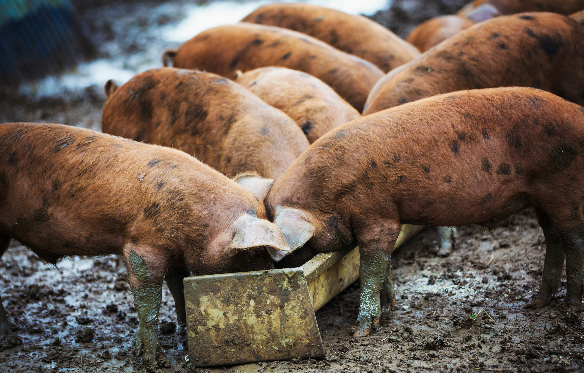 Fischmehl vs. Speckmehlprotein